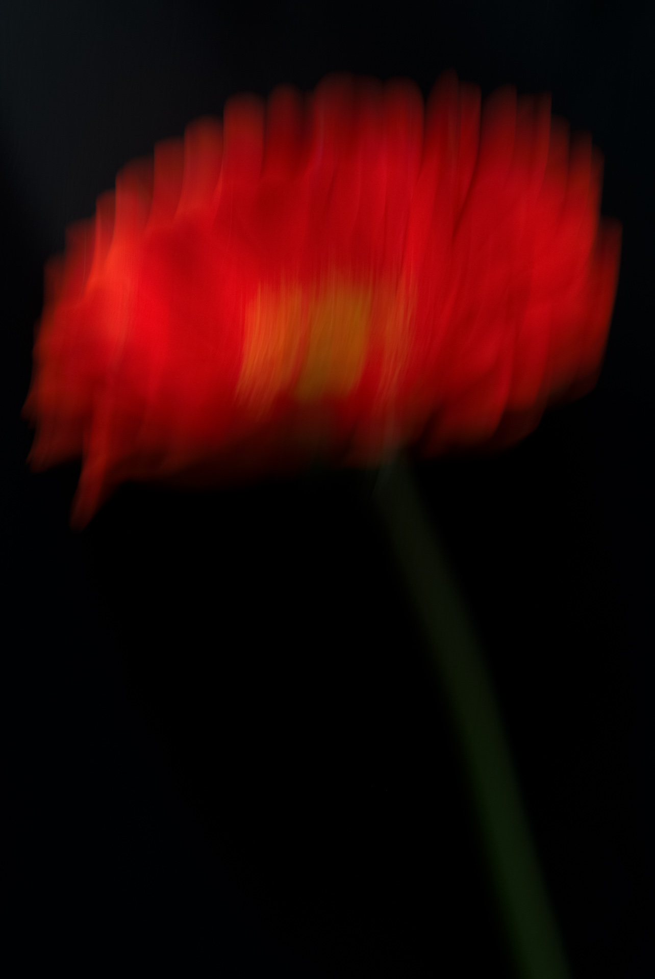 Gerbera
