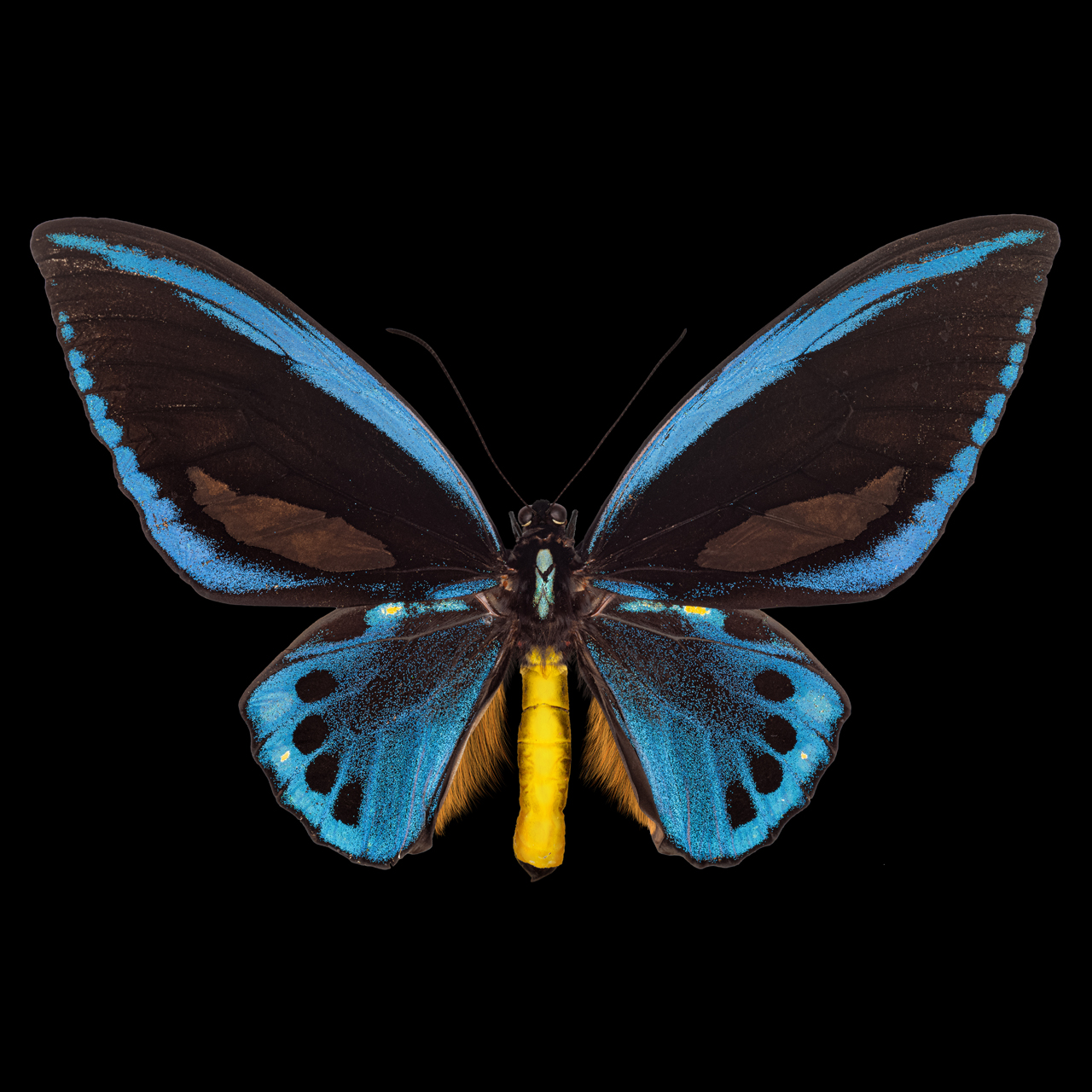 Papilio I