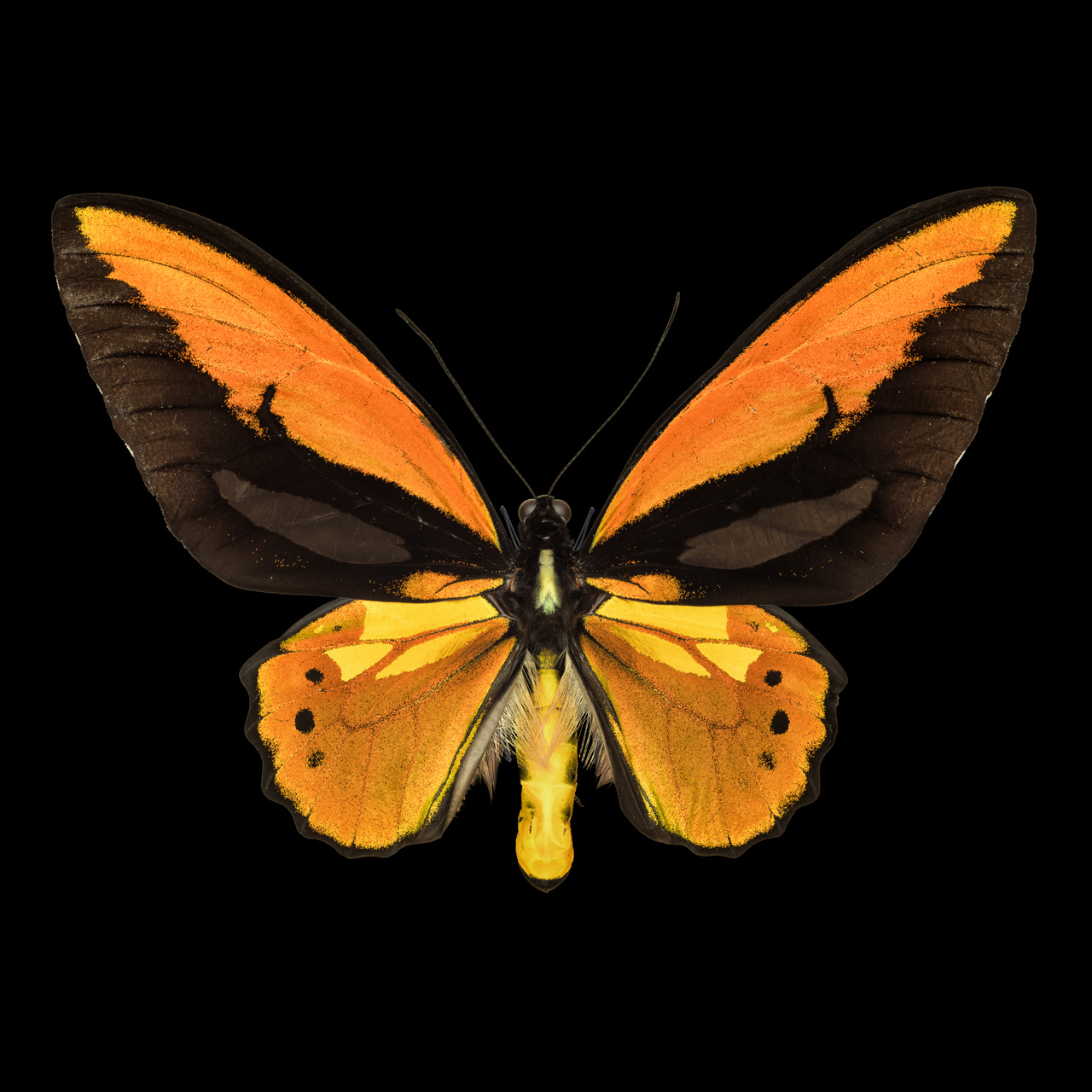 Papilio II