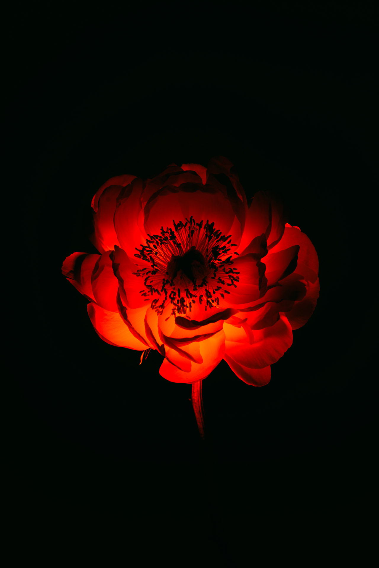 STILL LIFE 1