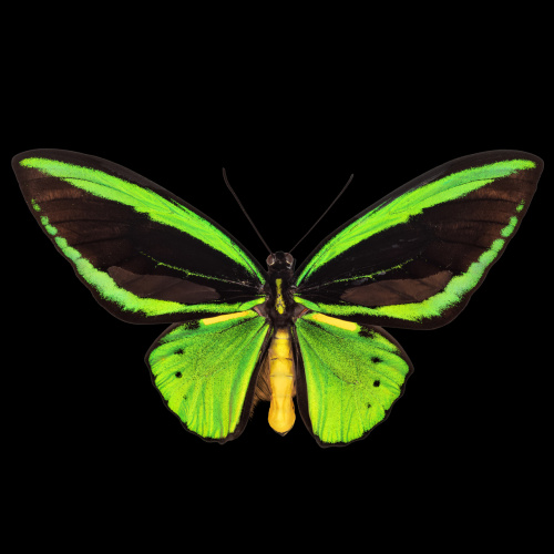 Papilio III