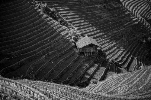 Rice terrasses