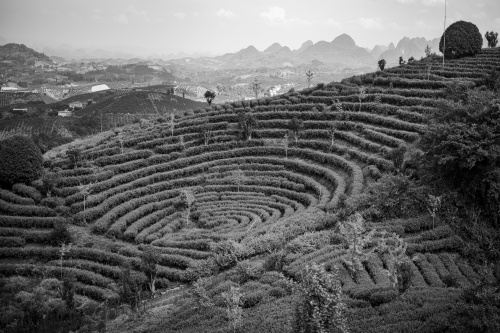 Tea garden