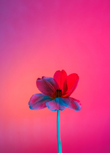 STILL LIFE 3