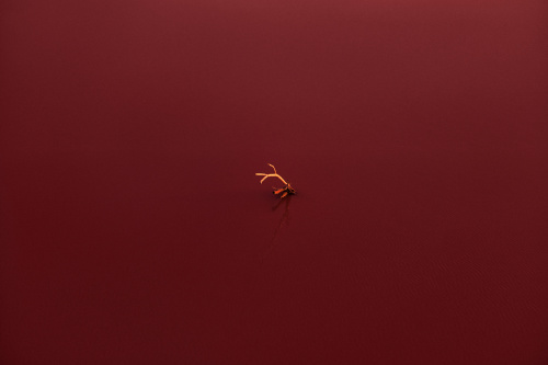 Один