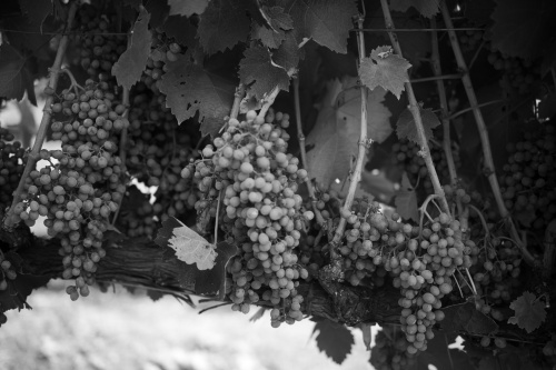 American grapes