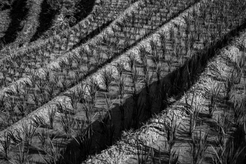 Rice field