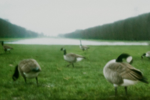 VERSAILLES #22
